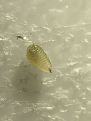 Phytomyza aquilegiae group