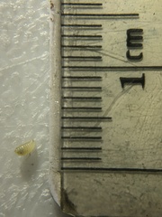 Phytomyza aquilegiae group