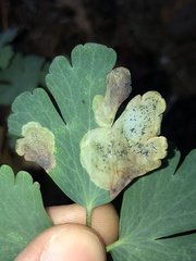 Phytomyza aquilegiae group