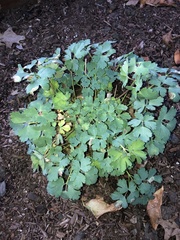 Phytomyza aquilegiae group