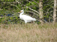 Bubulcus ibis image