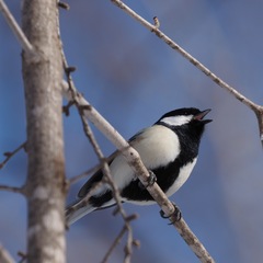 Parus minor