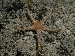 Iconaster longimanus