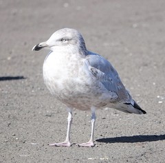 Larus argentatus