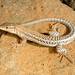 Socotra Sand Lizard - Photo (c) Roberto Sindaco, some rights reserved (CC BY-NC-SA), uploaded by Roberto Sindaco
