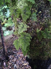 Hymenophyllum dentatum image