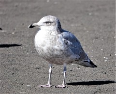 Larus argentatus
