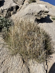 Pleurocoronis pluriseta