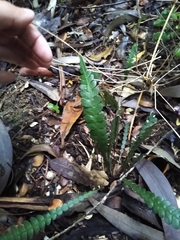 Blechnum mochaenum