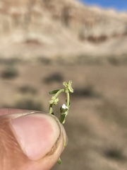 Pectocarya penicillata