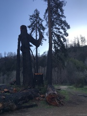 Sequoia sempervirens