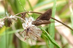 Hesperiidae