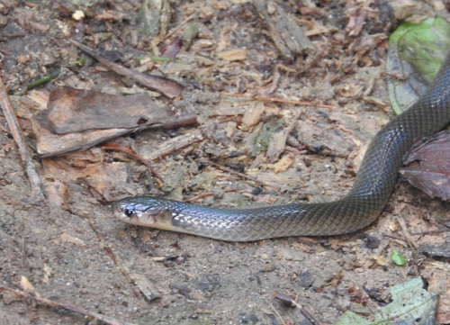 Photo of a Western Forest Centipede-eater (Aparallactus modestus)