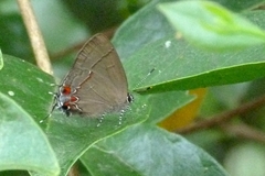 Lycaenidae