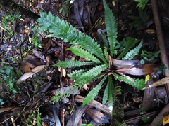 Blechnum mochaenum