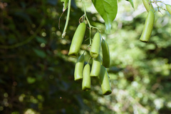 Neoalsomitra clavigera