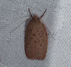 Eulechria convictella