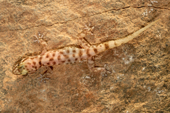 Hemidactylus homoeolepis