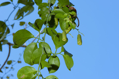 Neoalsomitra clavigera