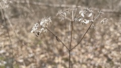 Thaspium chapmanii