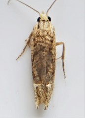 Eucosma ochrocephala