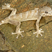 Socotra Giant Gecko - Photo (c) Roberto Sindaco, some rights reserved (CC BY-NC-SA), uploaded by Roberto Sindaco