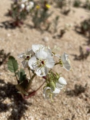 Chylismia claviformis claviformis