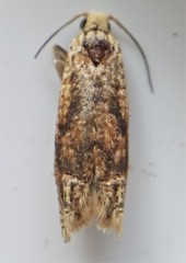 Eucosma ochrocephala