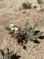 Chylismia claviformis claviformis