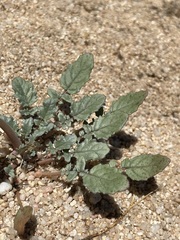Chylismia claviformis claviformis