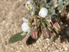Chylismia claviformis claviformis