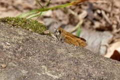 Hesperiidae