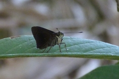 Hesperiidae