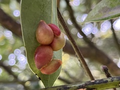 Daphnephila taiwanensis
