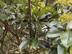 Daphnephila taiwanensis
