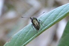 Hesperiidae
