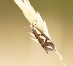 Palimmeces poecilella