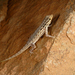 Samha Rock Gecko - Photo (c) Roberto Sindaco, some rights reserved (CC BY-NC-SA), uploaded by Roberto Sindaco