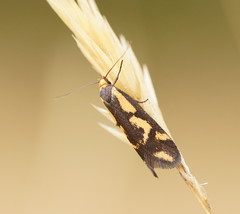 Palimmeces poecilella