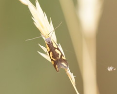 Palimmeces poecilella