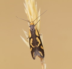 Palimmeces poecilella