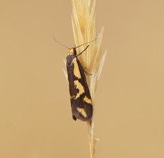 Palimmeces poecilella