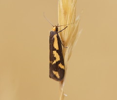 Palimmeces poecilella