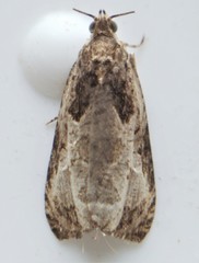 Olethreutes connectum