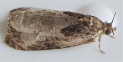 Olethreutes connectum