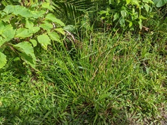 Eleocharis elegans