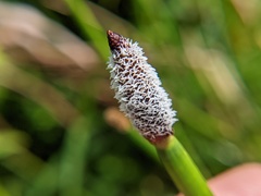 Eleocharis elegans