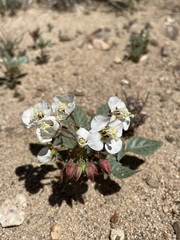 Chylismia claviformis claviformis