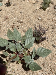 Chylismia claviformis claviformis