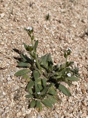 Plagiobothrys arizonicus